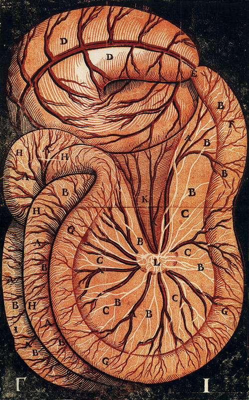 La scoperta dei vasi chiliferi - 1627