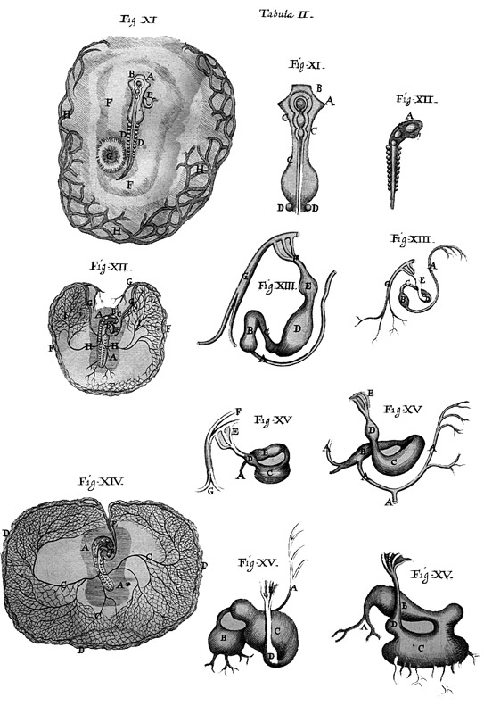 La nascita dell'embriologia moderna - 1673