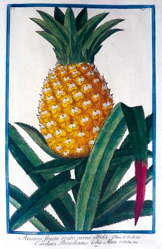 La maggior impresa editoriale italiana di illustrazione botanica - 1793