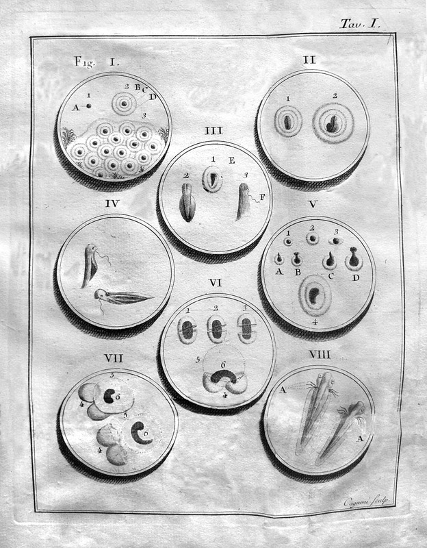 Uno dei più grandi sperimentatori che siano comparsi al mondo (l. pasteur) - 1780