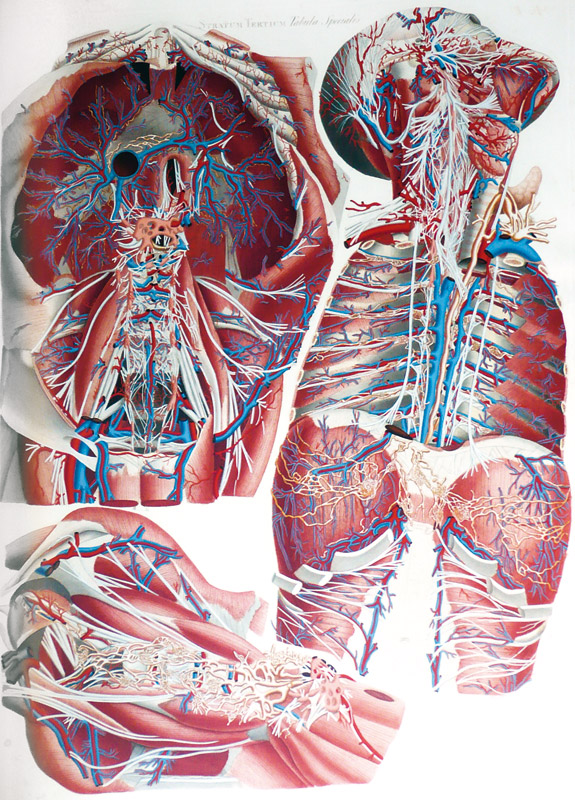 A.L.A.I. Associazione Librai Antiquari d'Italia  Il primo atlante anatomico  con figure a grandezza naturale - 1823-1831