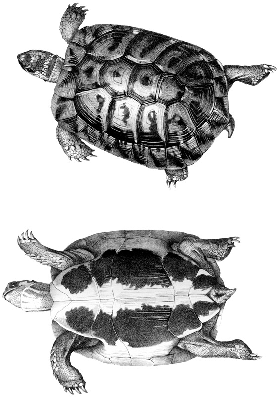 I vertebrati italiani - 1832- 1841